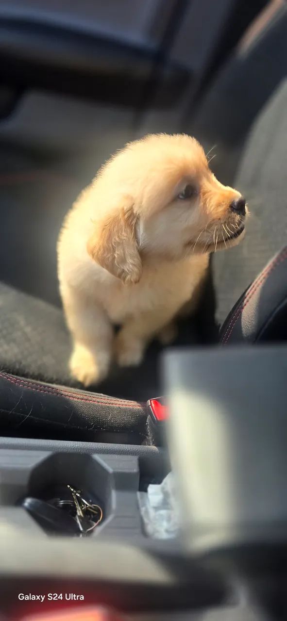 Golden Retriever  - Foto 5