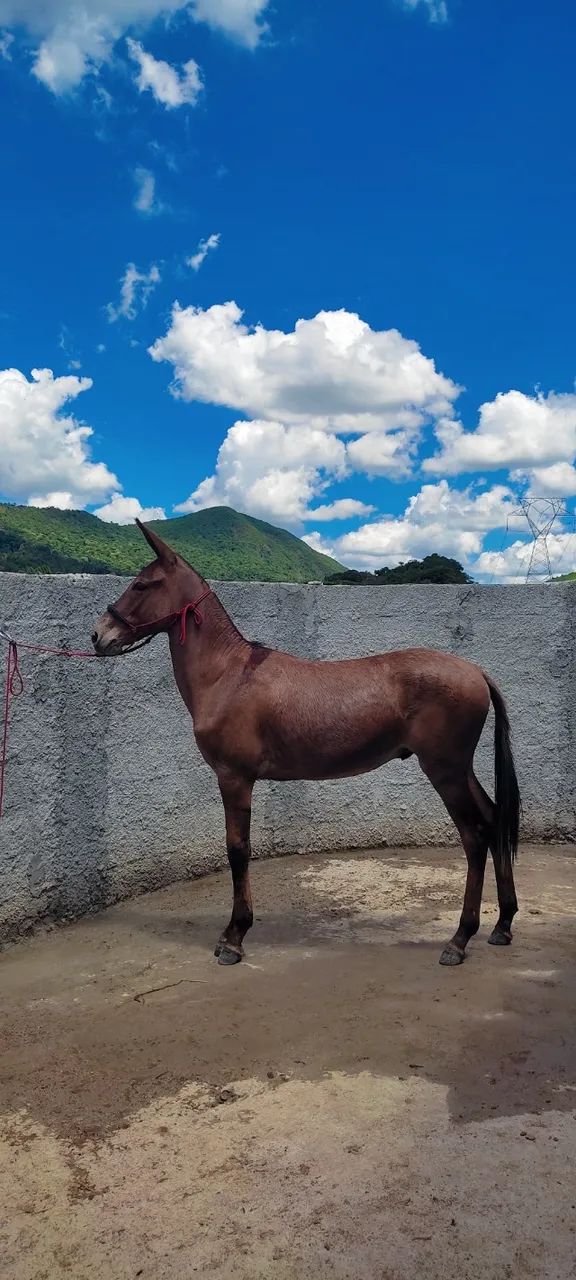 Burro filho do jumento Morro Vermelho  - Foto 3