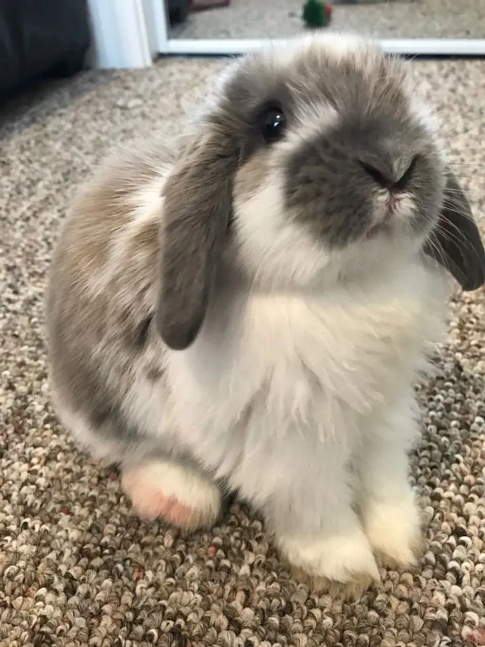 Coelho mini lop