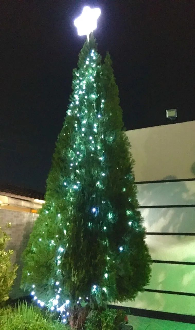 Pinheiros de Natal - Foto 2