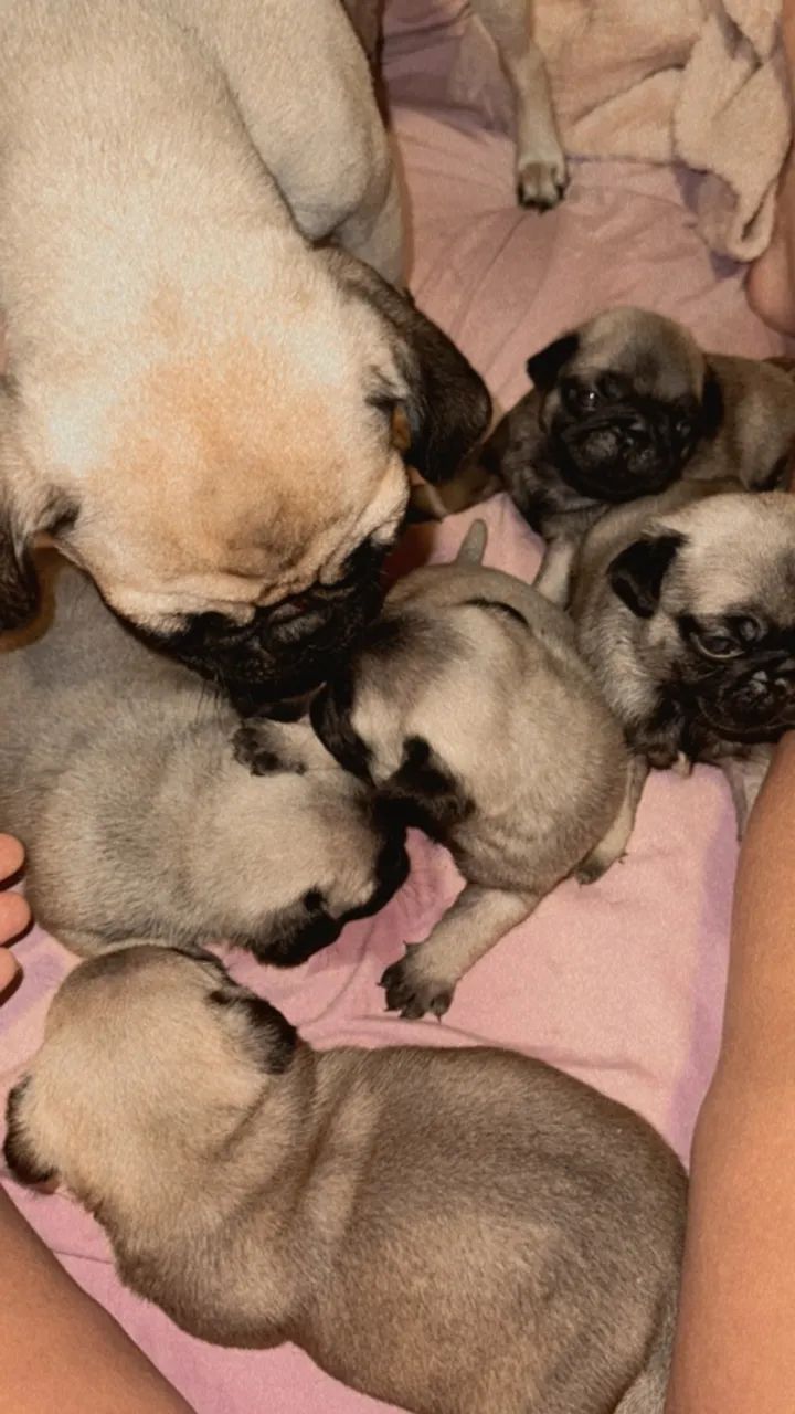 Pug - Foto 2