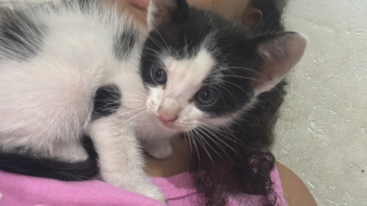 Doa-se Gatinhos  - Foto 3