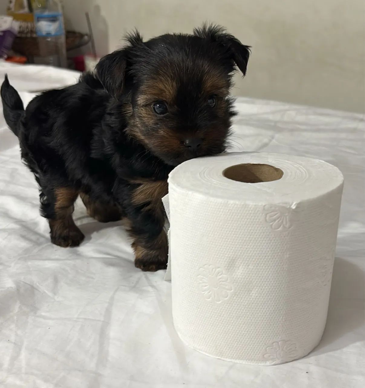 Yorkshire machinho 