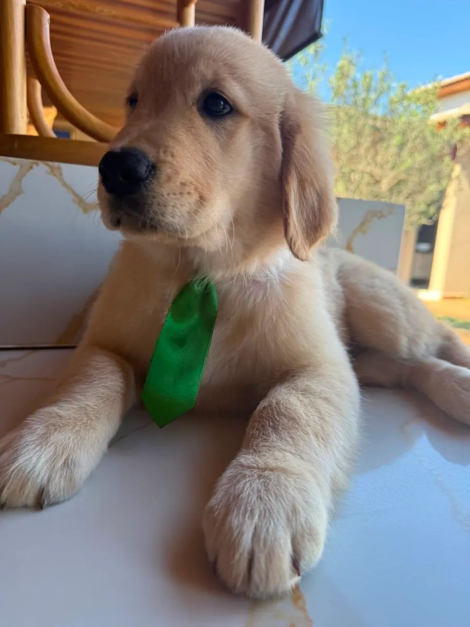 Golden retriver 