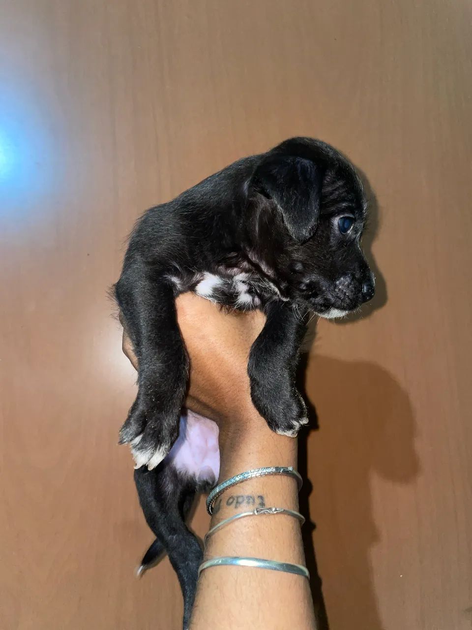 Cachorro  - Foto 2