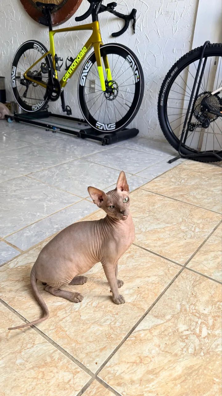 Gato Sphinx Macho Disponível. - Foto 3