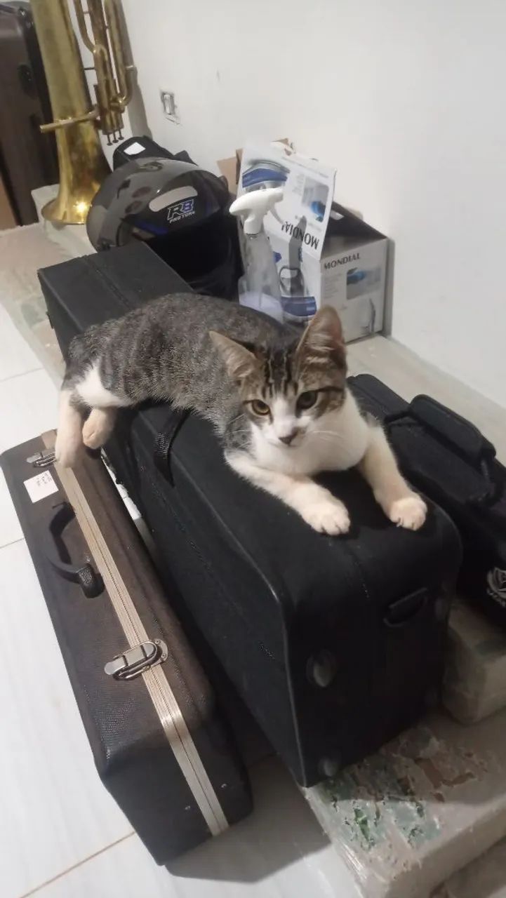 Doação de Gatos - Foto 5