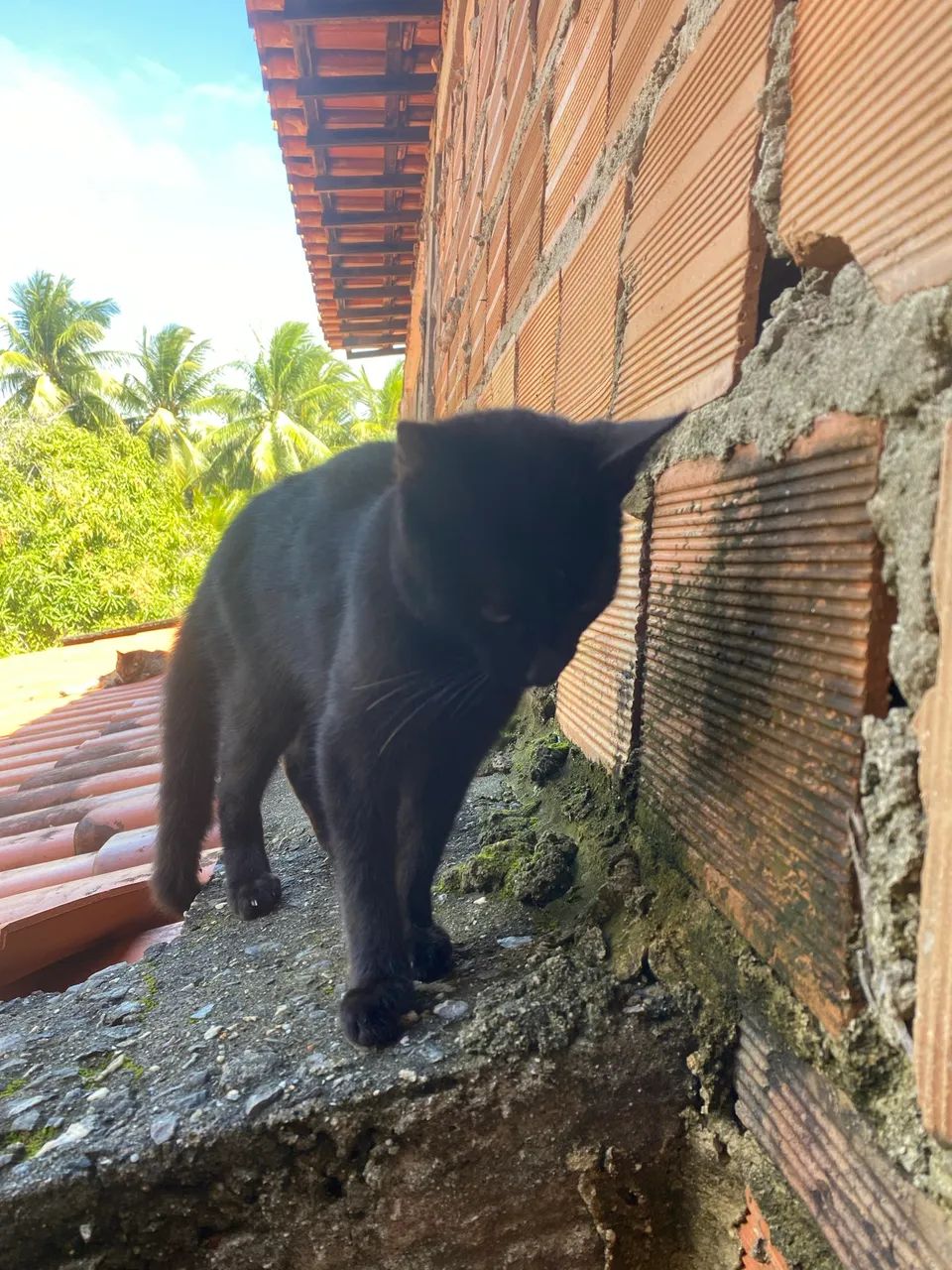 Gato macho preto - Foto 5
