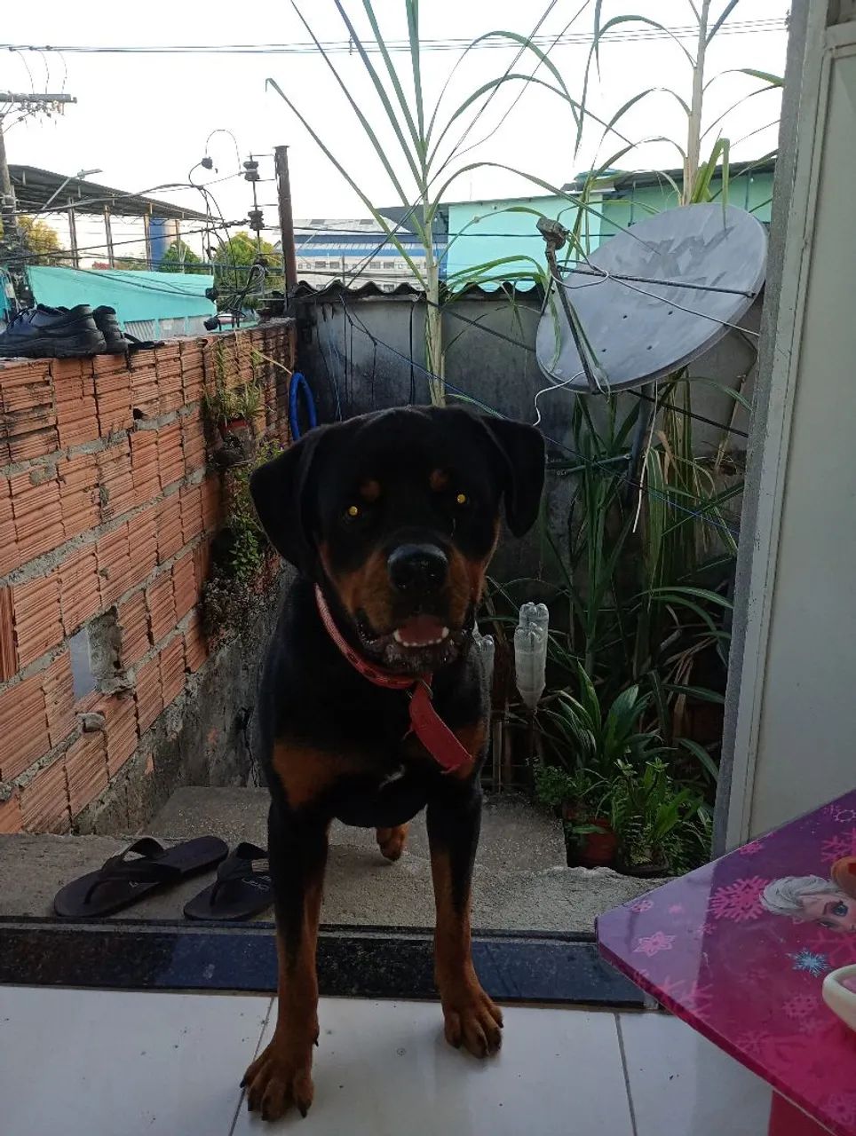Cachorro  - Foto 2