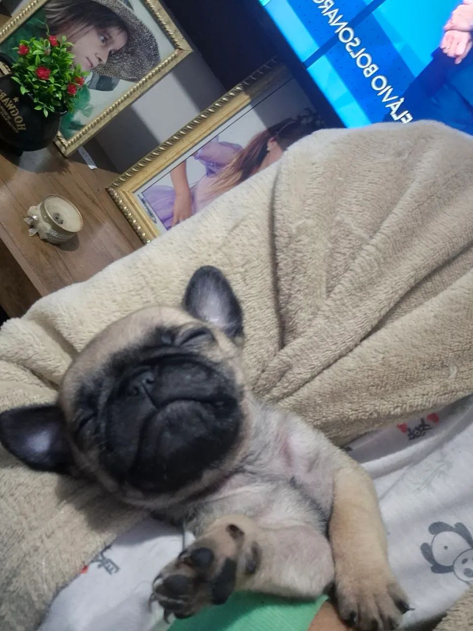 Pug abricot 