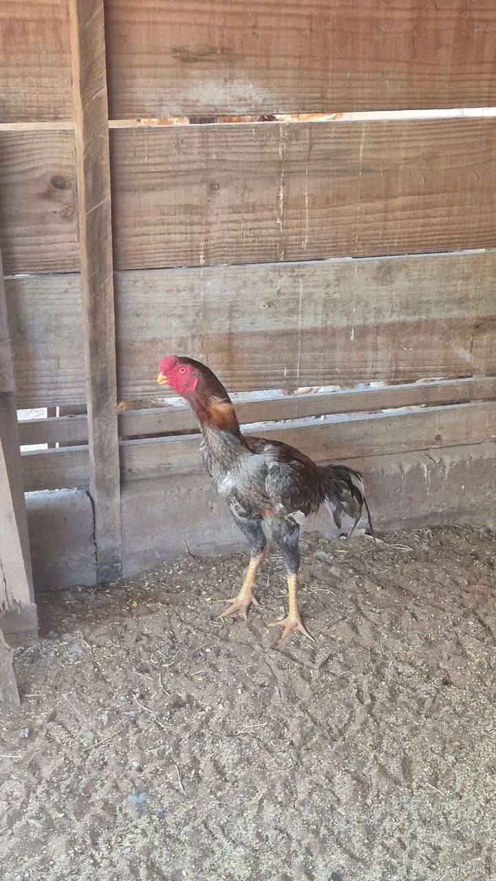Frango índio puro