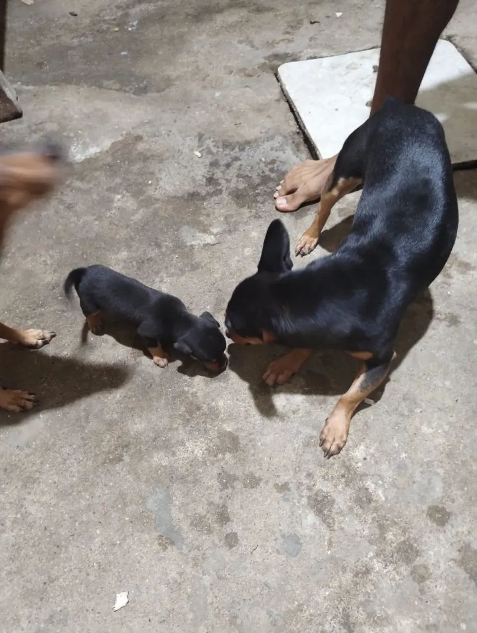 Cachorros  - Foto 2