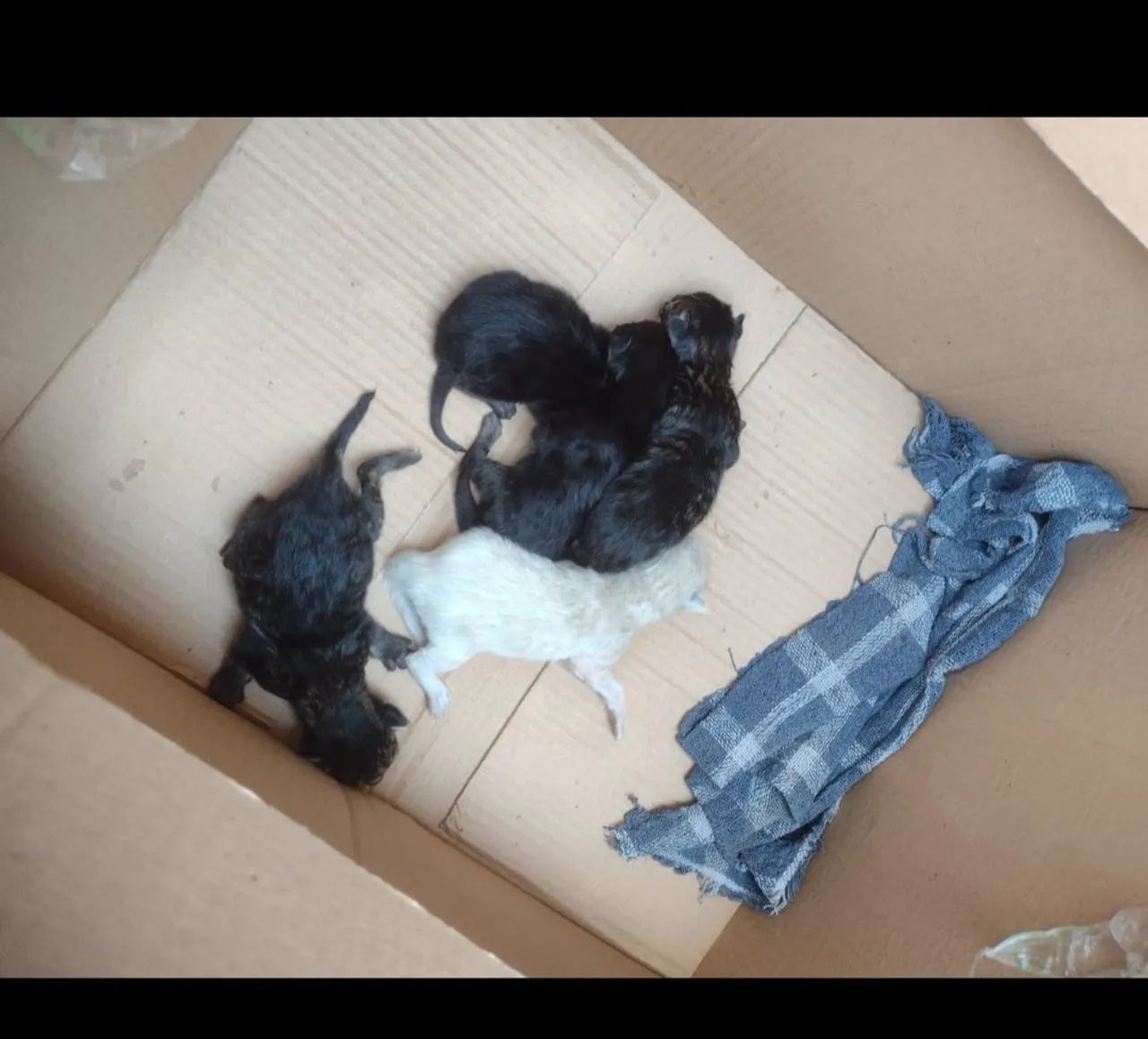 GATINHOS PARA DOAÇÃO - Foto 2