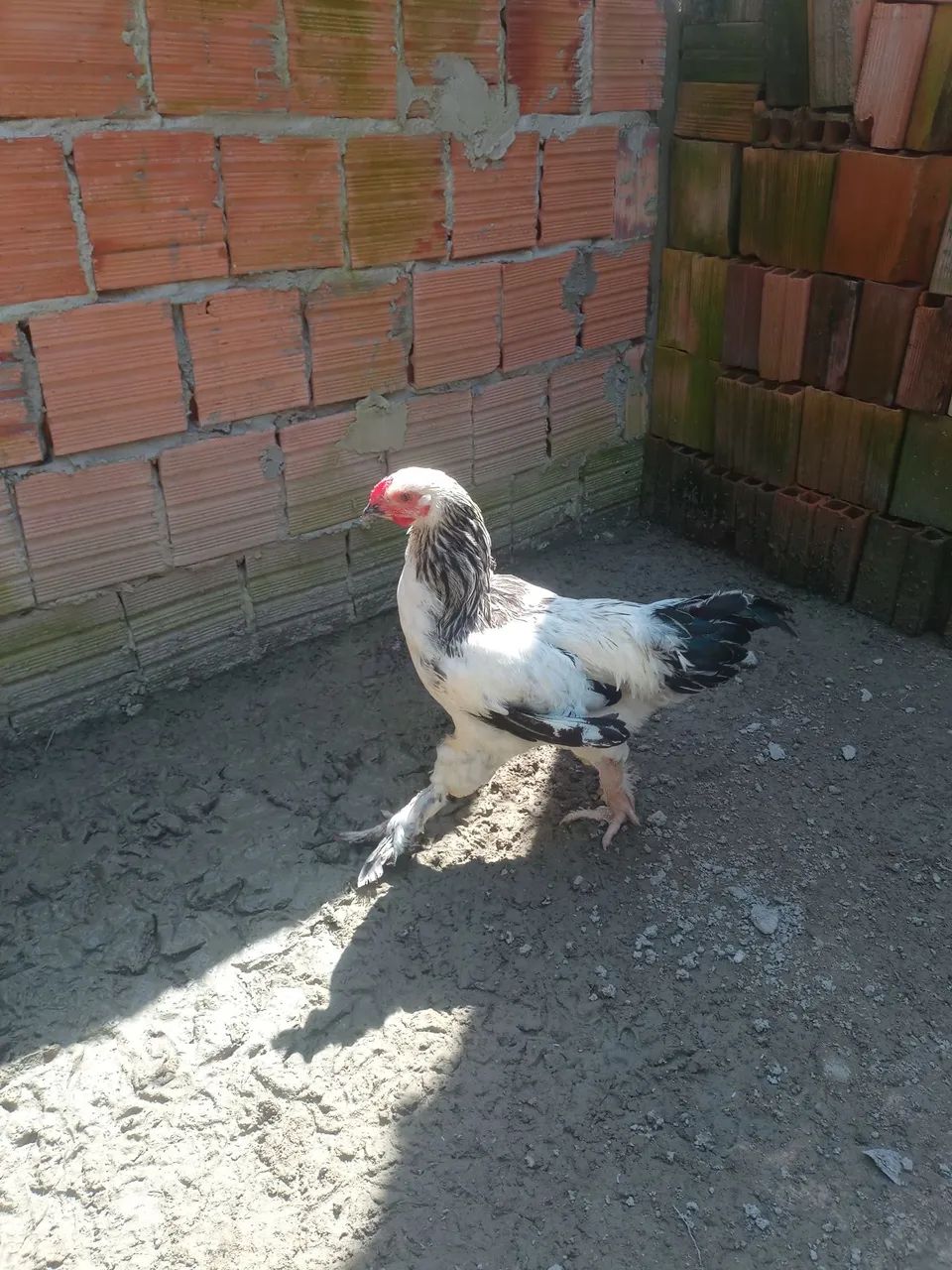 V/ este lindo casal de Brahma  - Foto 2