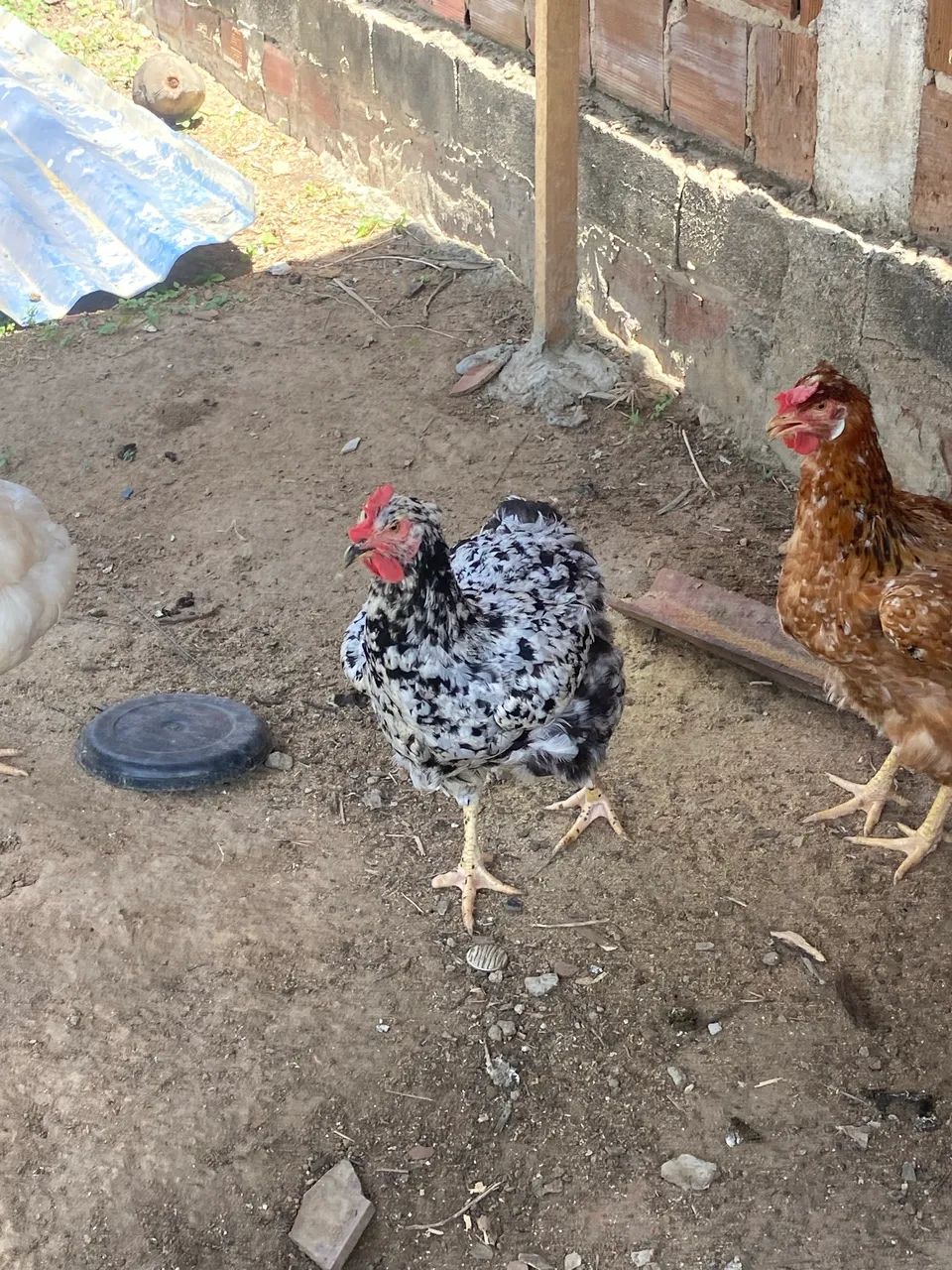Ovos gsb balão  - Foto 4