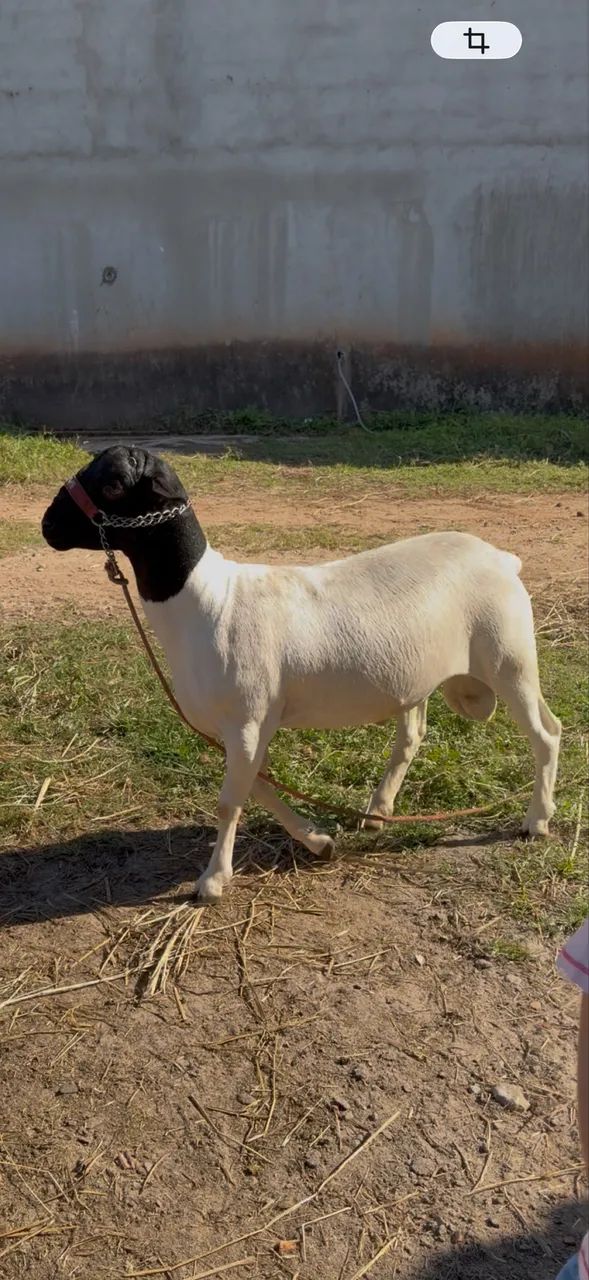 Borrego Dorper 