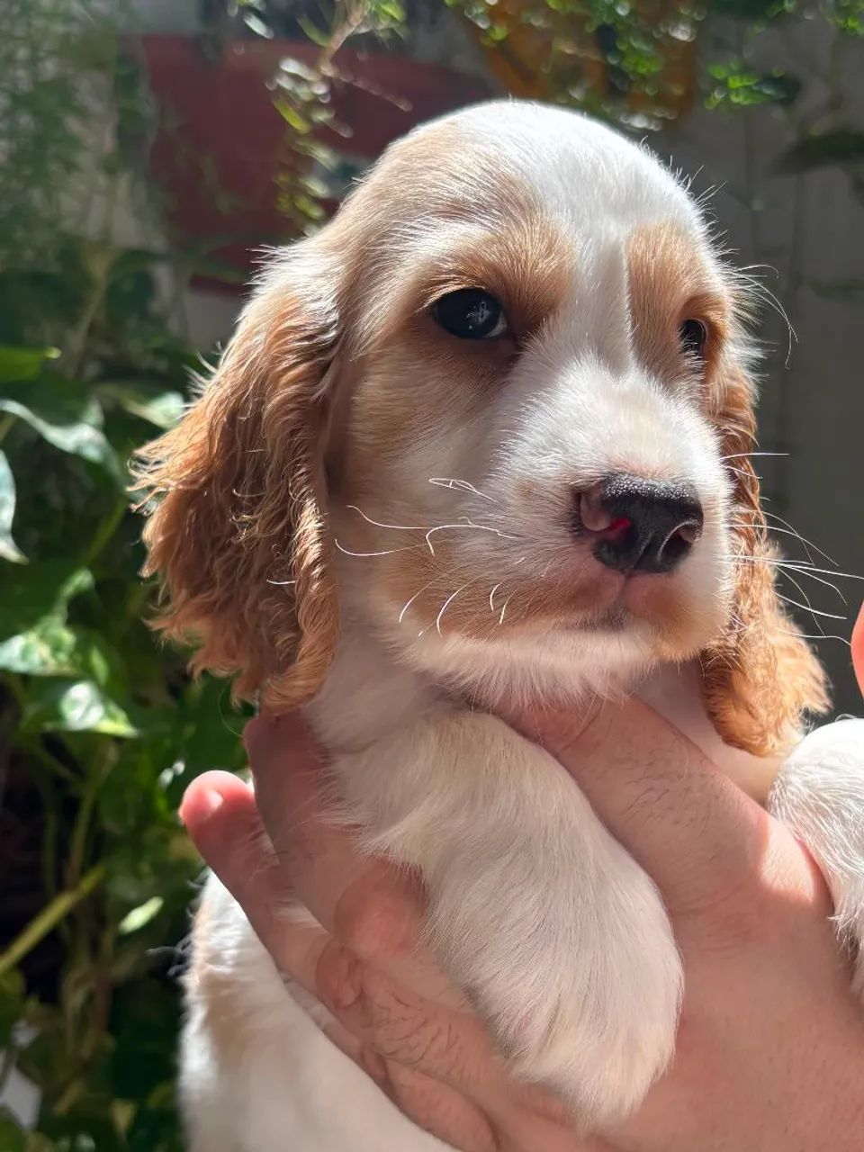COCKER SPANIEL INGLES 