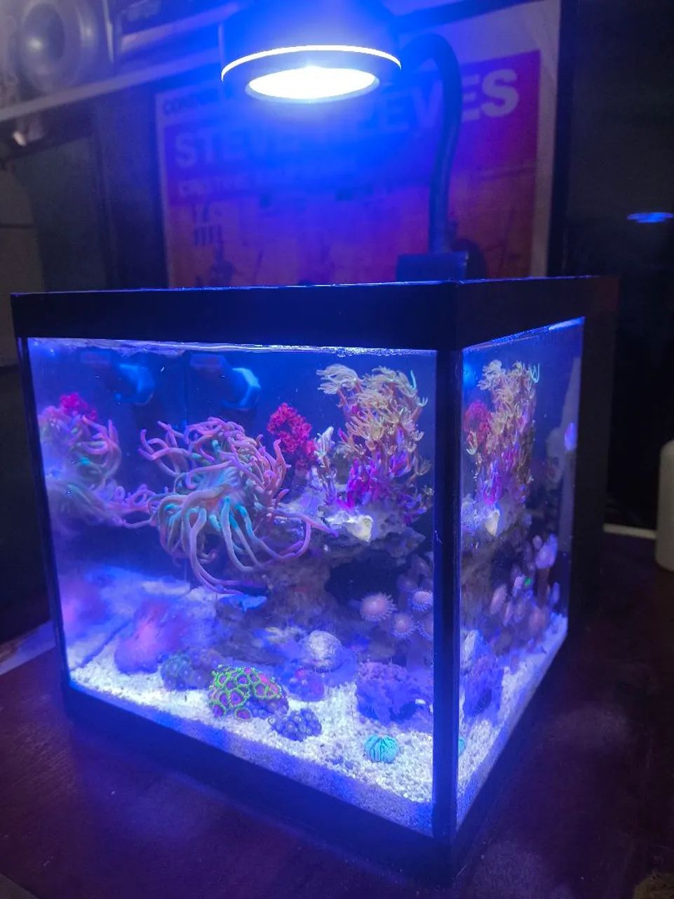 Aquário marinho completo 