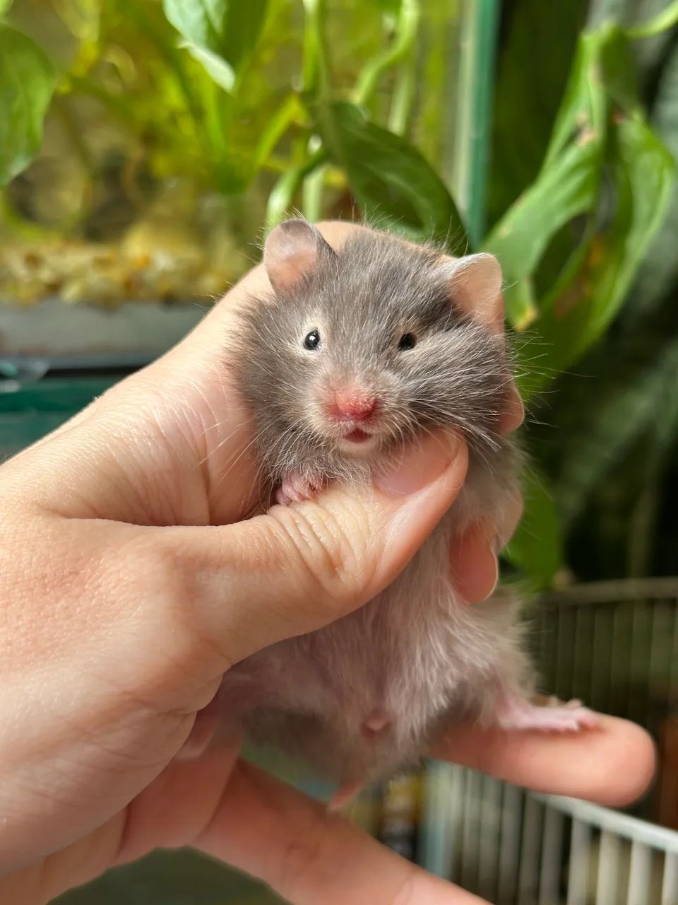 Hamster Sírio - Foto 4