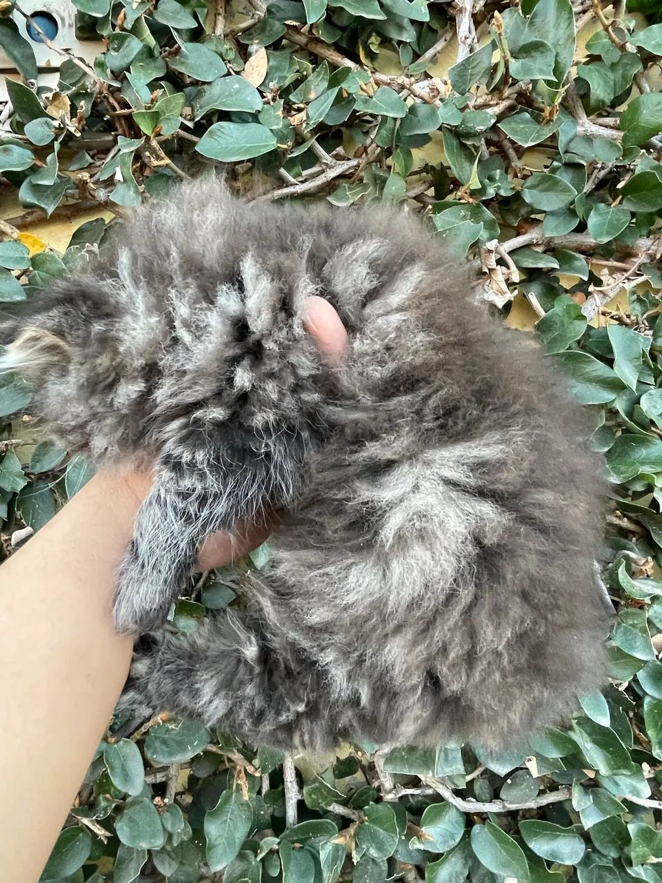 Gato Persa black smoke tabby  - Foto 6
