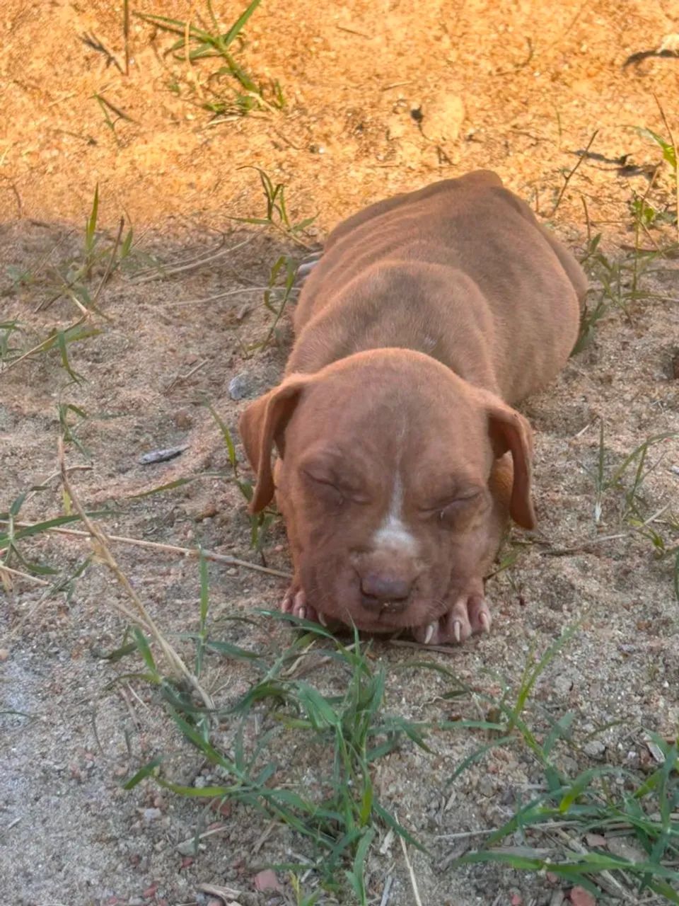 Filhotes de Pitbull  - Foto 5