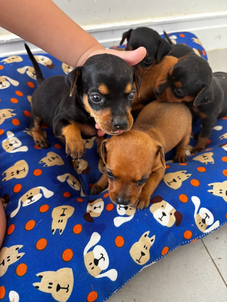 Vende se filhote de pinscher 