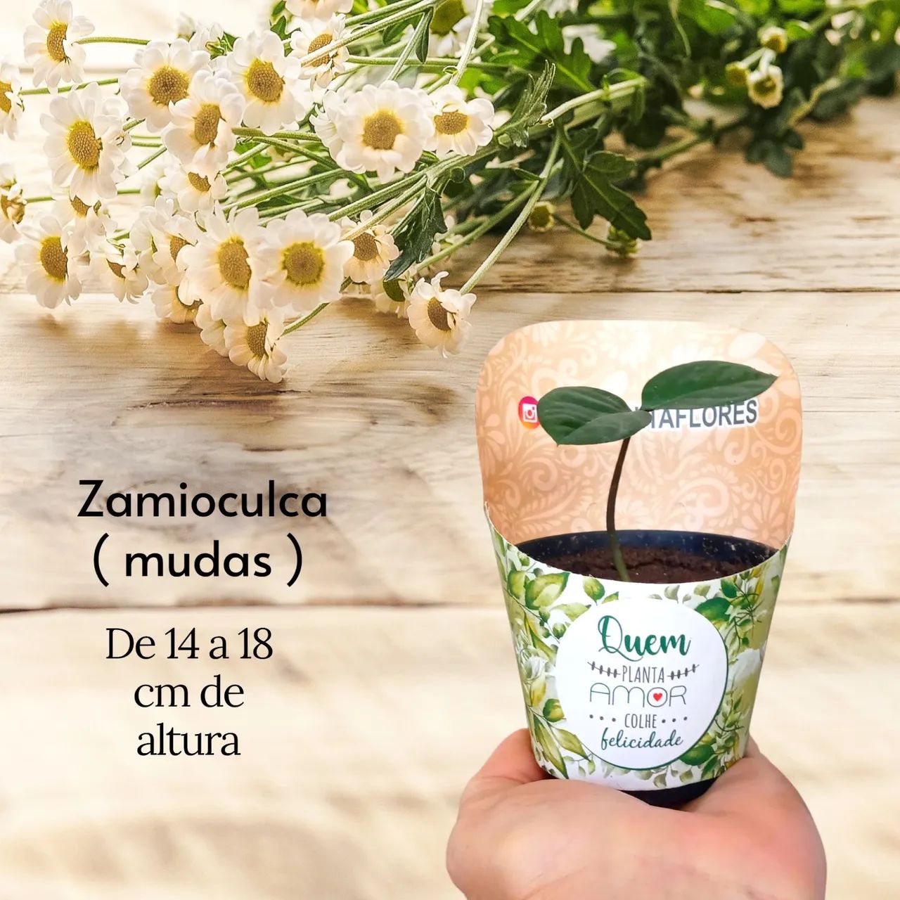 ZAMIOCULCA - Referência de Beleza e Sofisticação - Foto 2