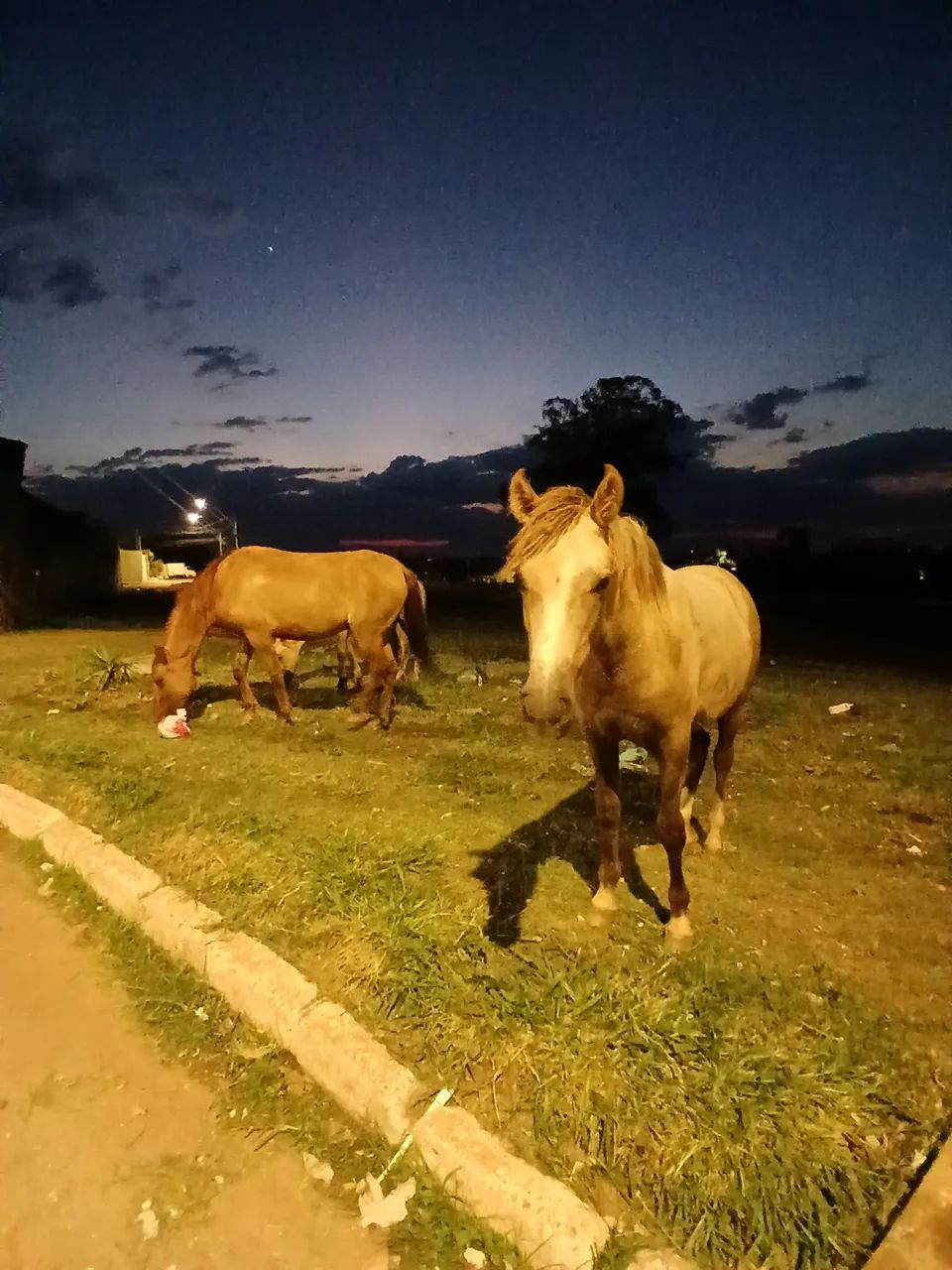 Cavalo  - Foto 3