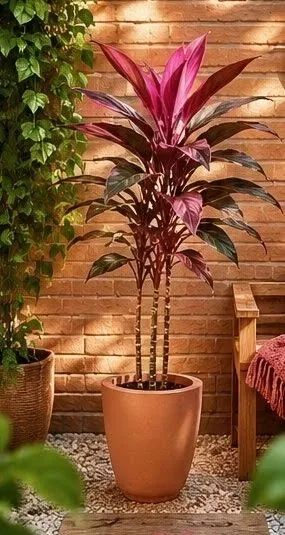 Dracena vermelha planta
