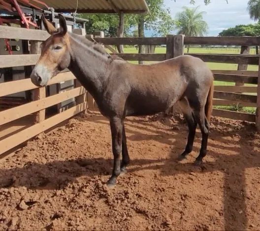 Vende-se burro para serviço - Foto 2