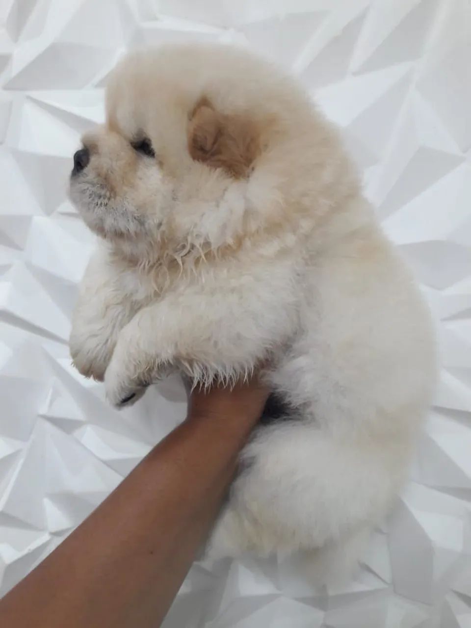 Chow chow americano top demais 