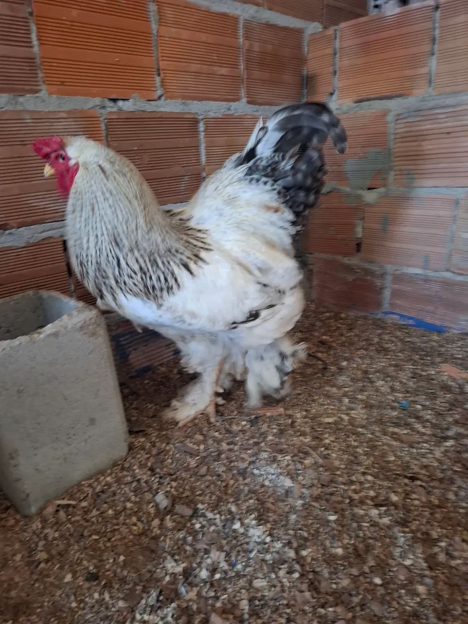 CASAL DE FRANCOS BRAHMA