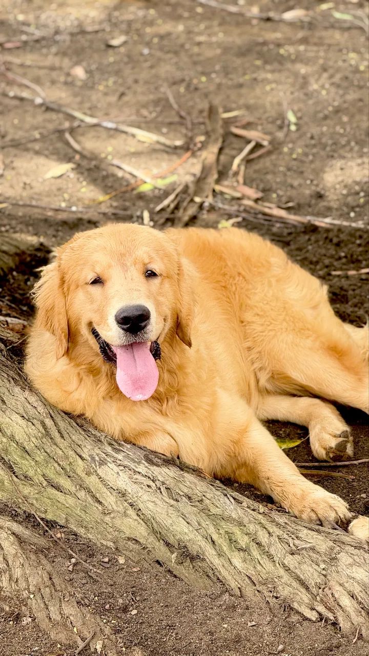 Golden retriever  - Foto 2