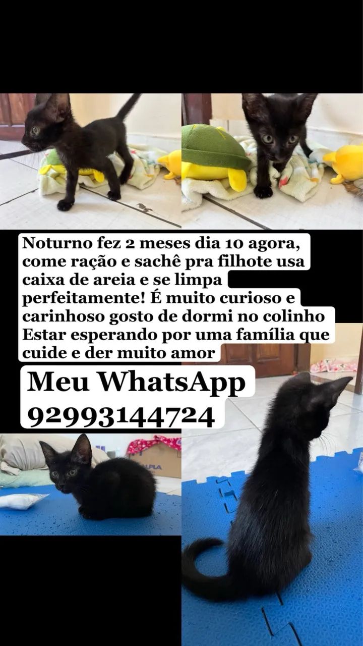 Gatinho preto 