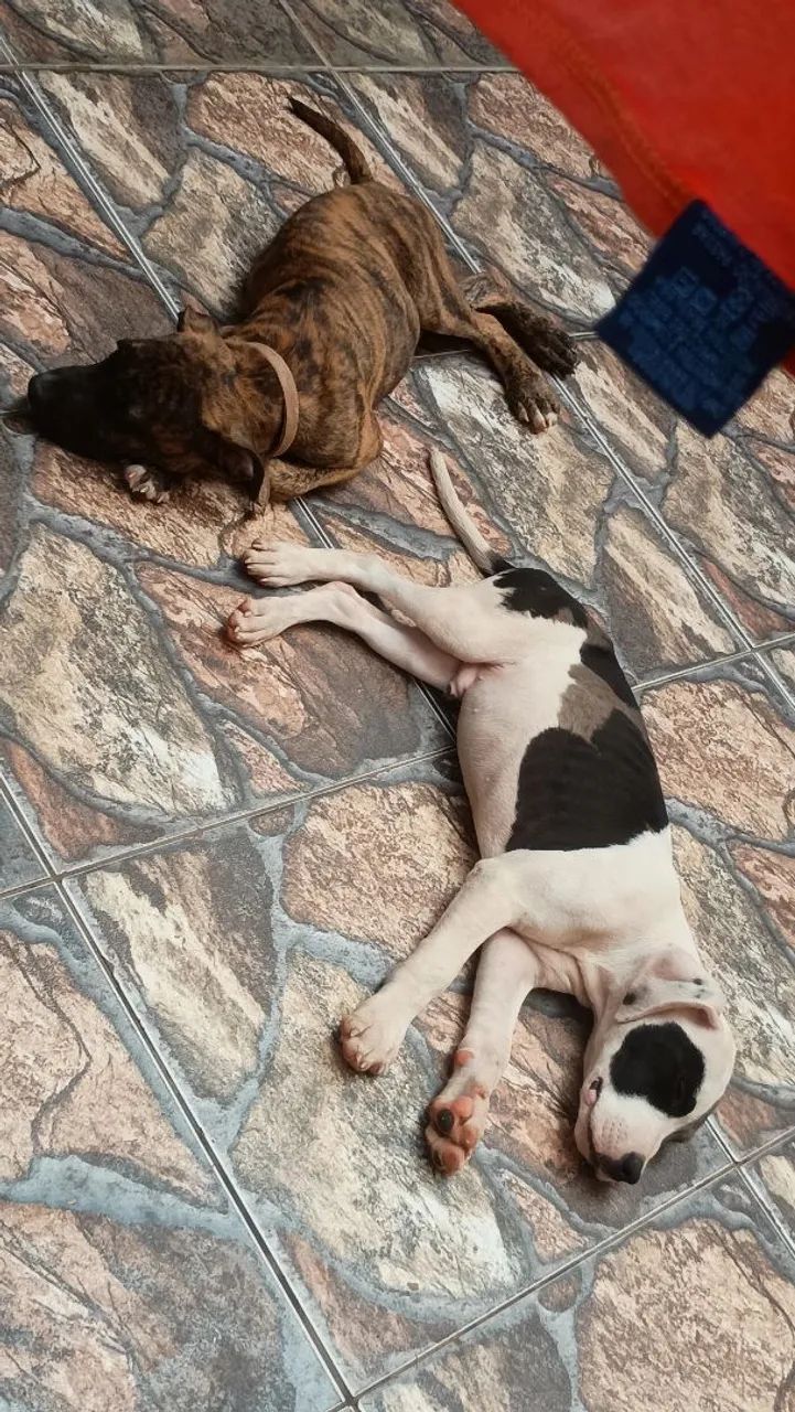 Filhotes American buling 350,00 - Foto 3