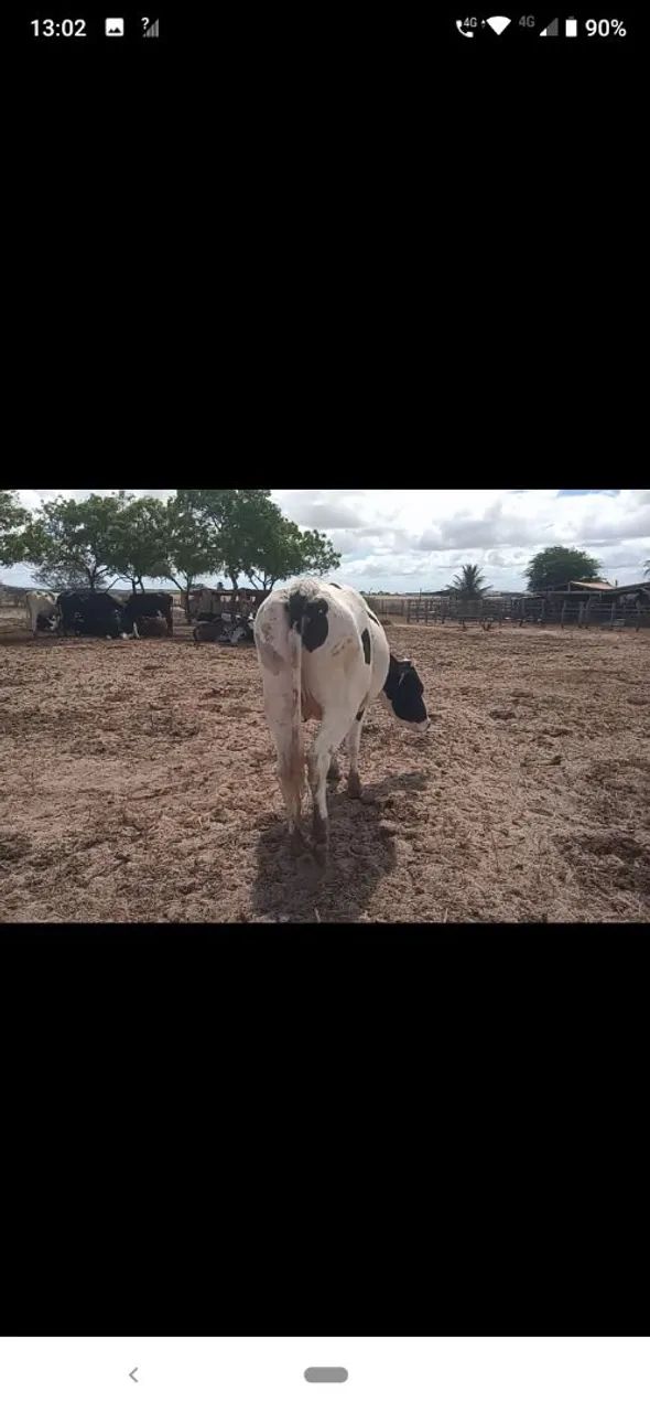  Venda de gado leiteiro  - Foto 2