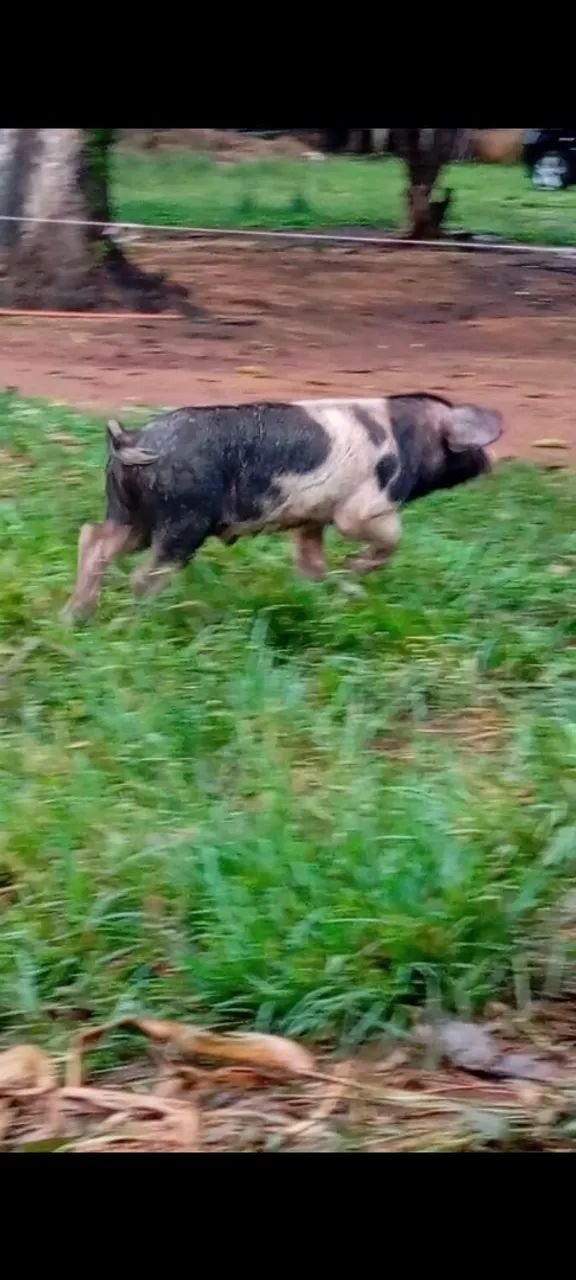 Porcos a venda  - Foto 4