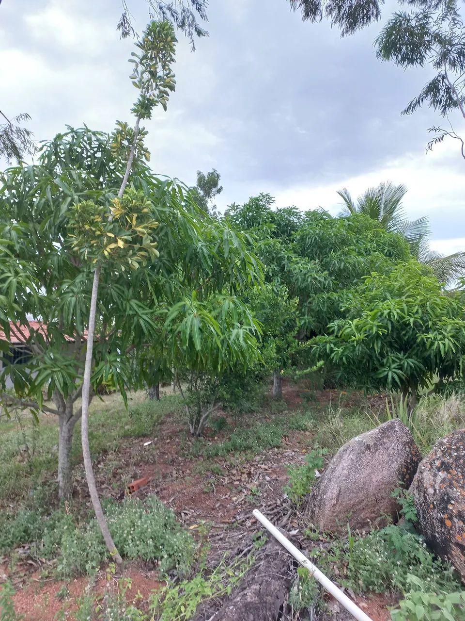 Vende-se Chácara há 2 KM da BR 316 - Foto 4