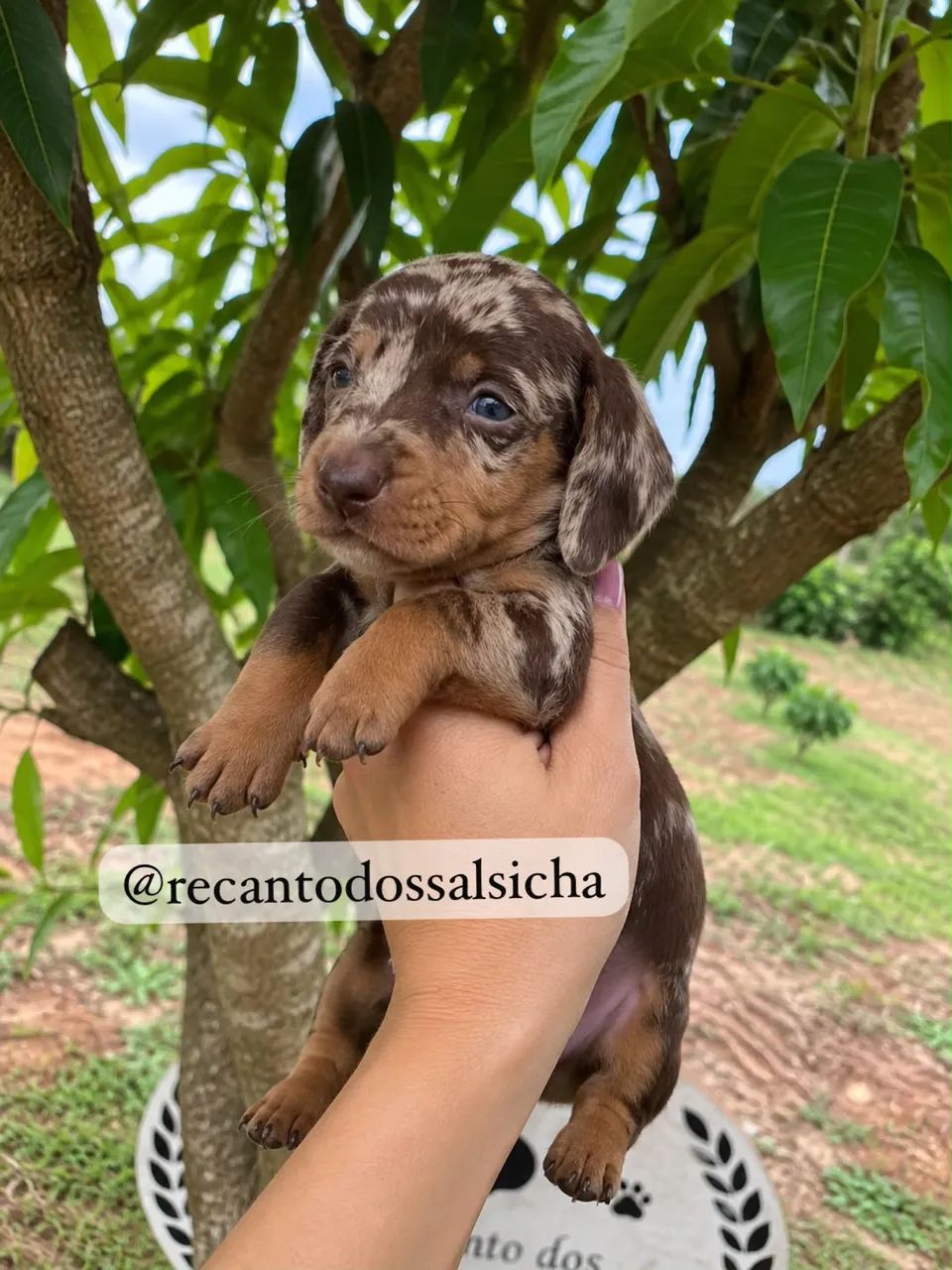 Filhotes DACHSHUND (salsichinhas)  - Foto 2