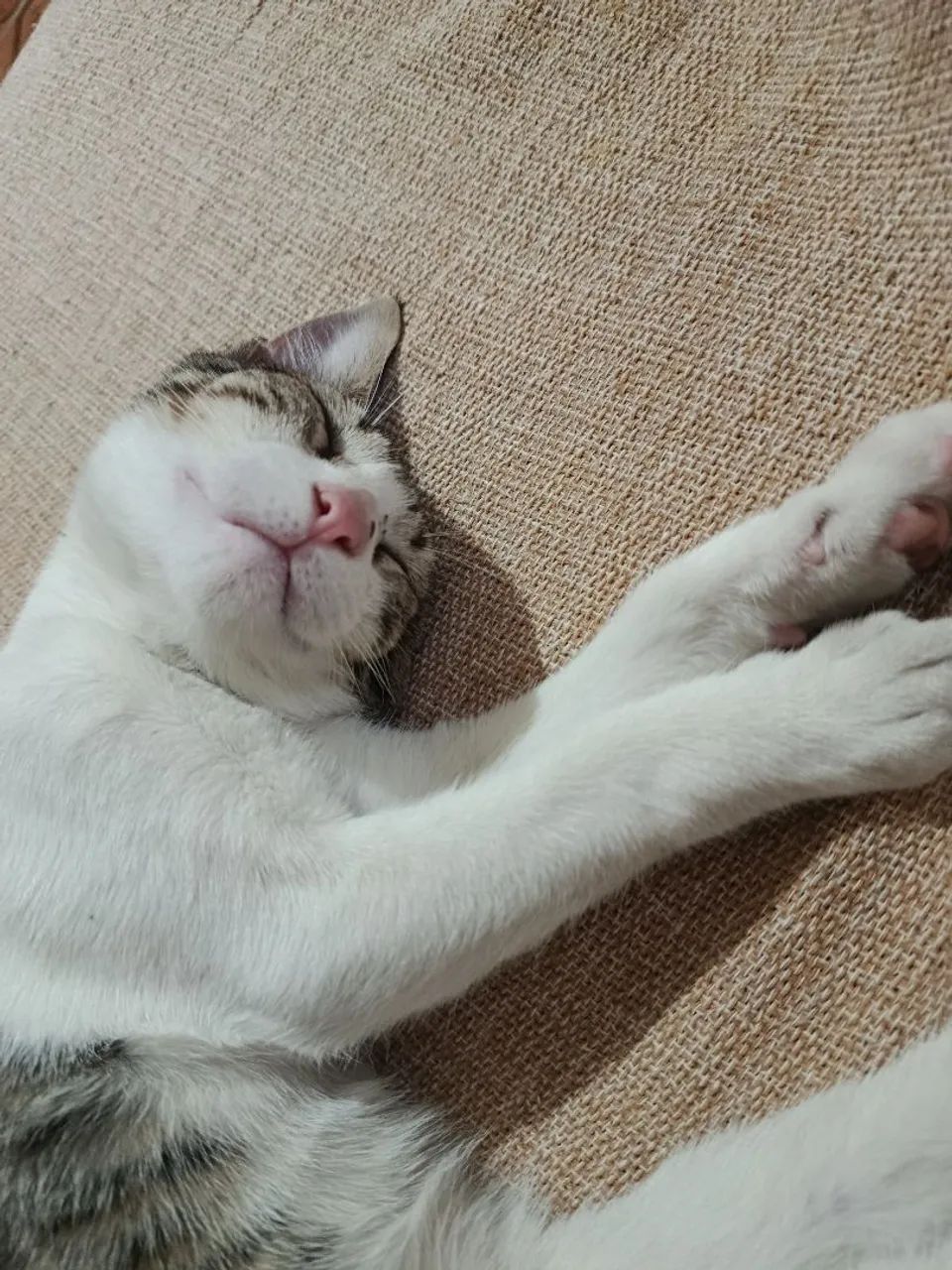 Doação gato macho 