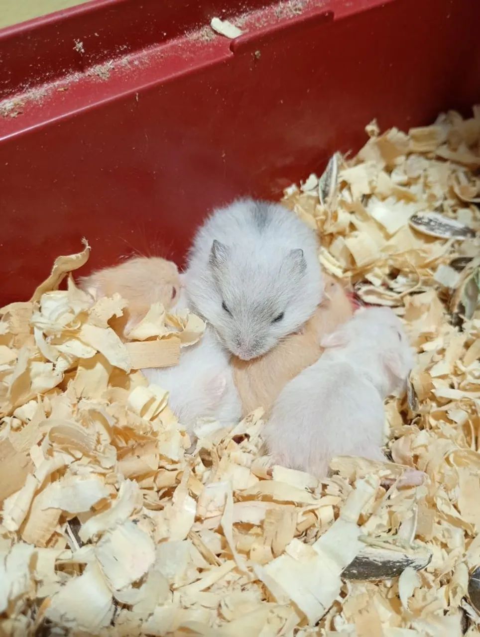 Filhotes Hamster anão russo 