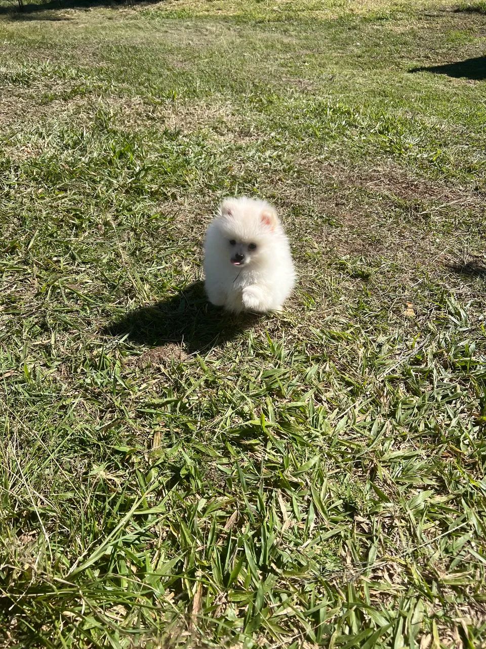 Cachorro 