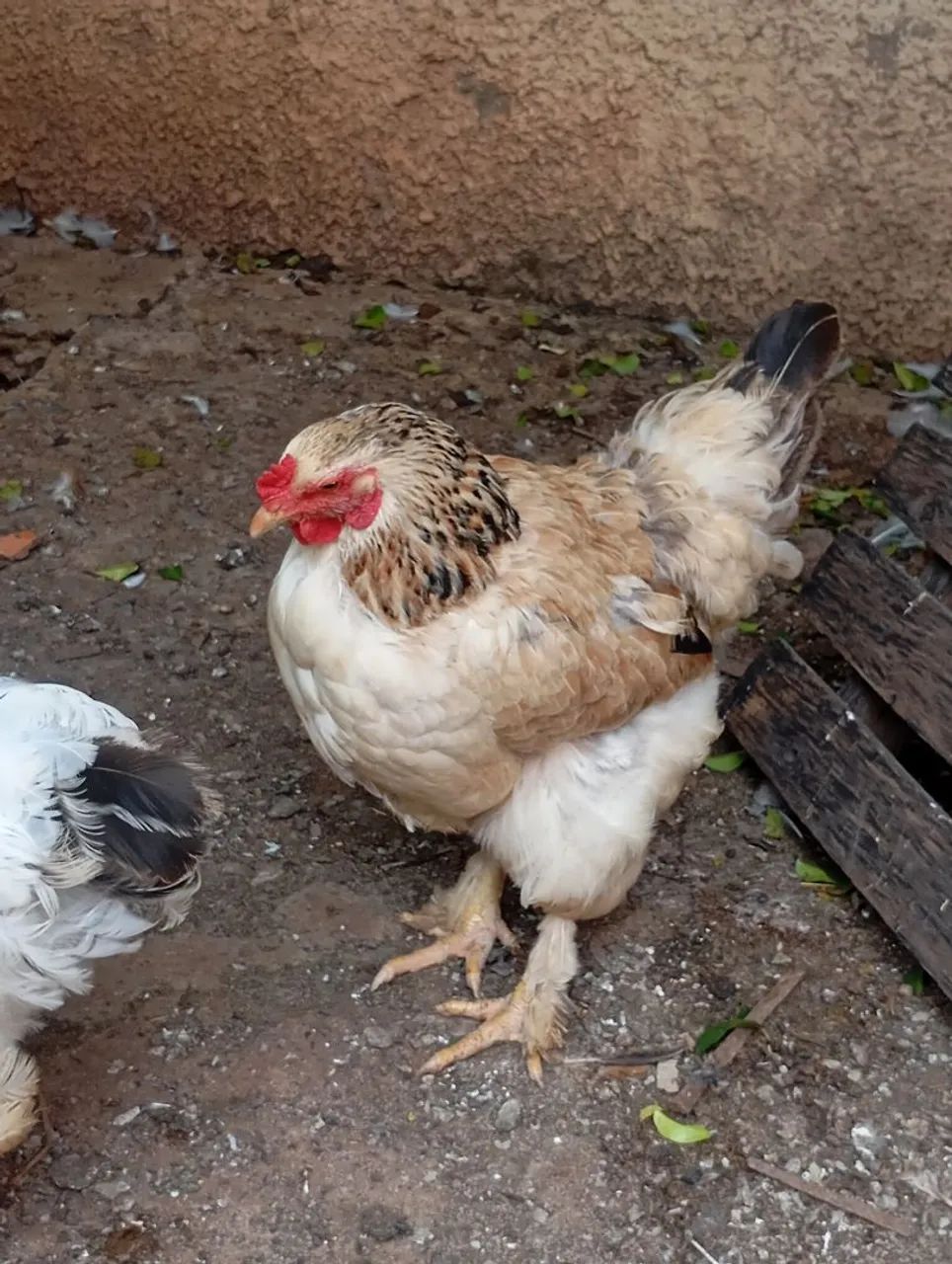 3 galinha caipira  graúda nova botando R$80,00 CADA 90,00 - Foto 4