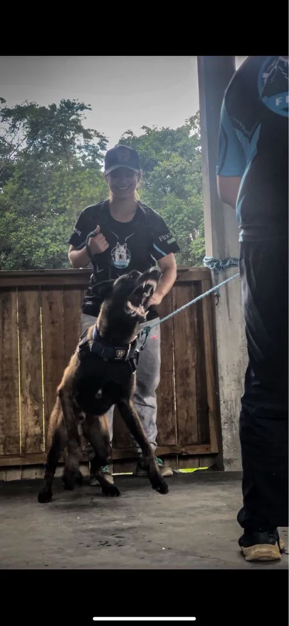Pastor Belga de Malinois