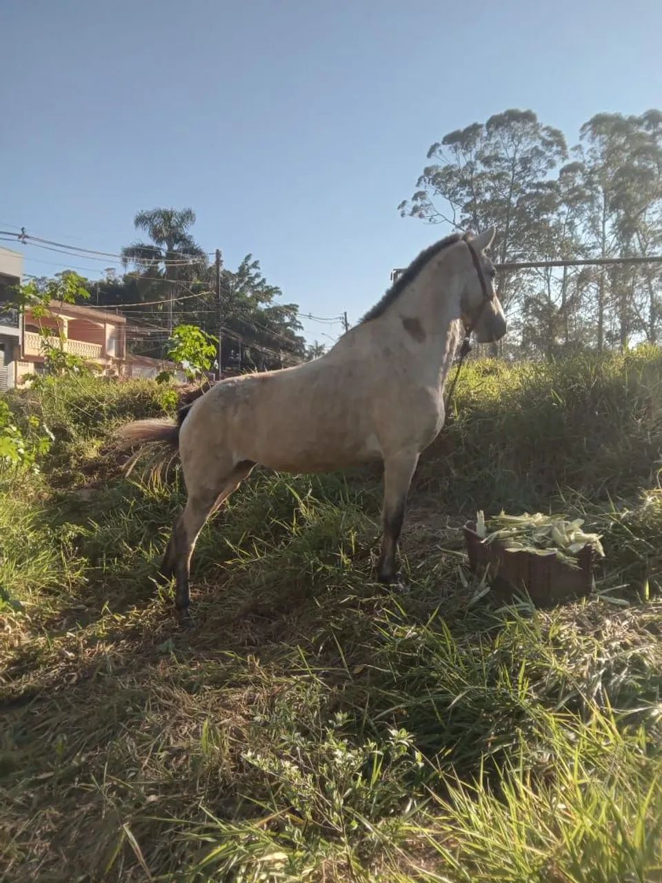  ÉGUA À VENDA - OPORTUNIDADE R$ 2.000,00 - Foto 2