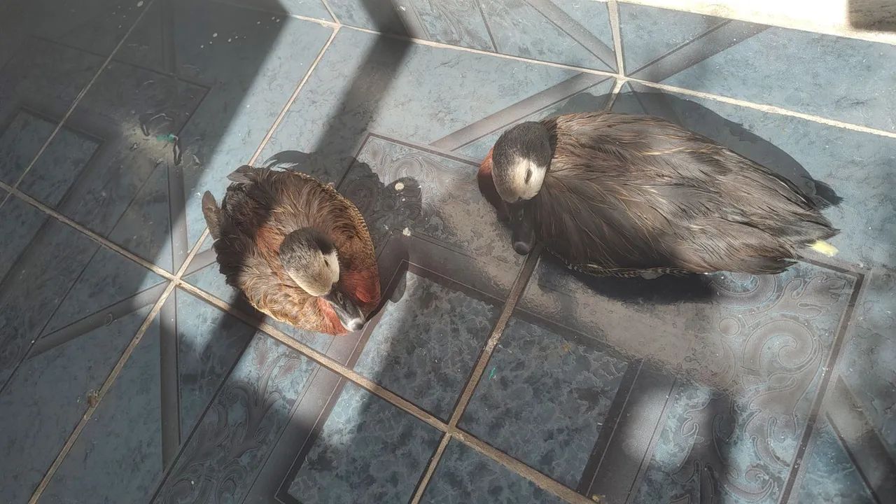 Patos paturi 