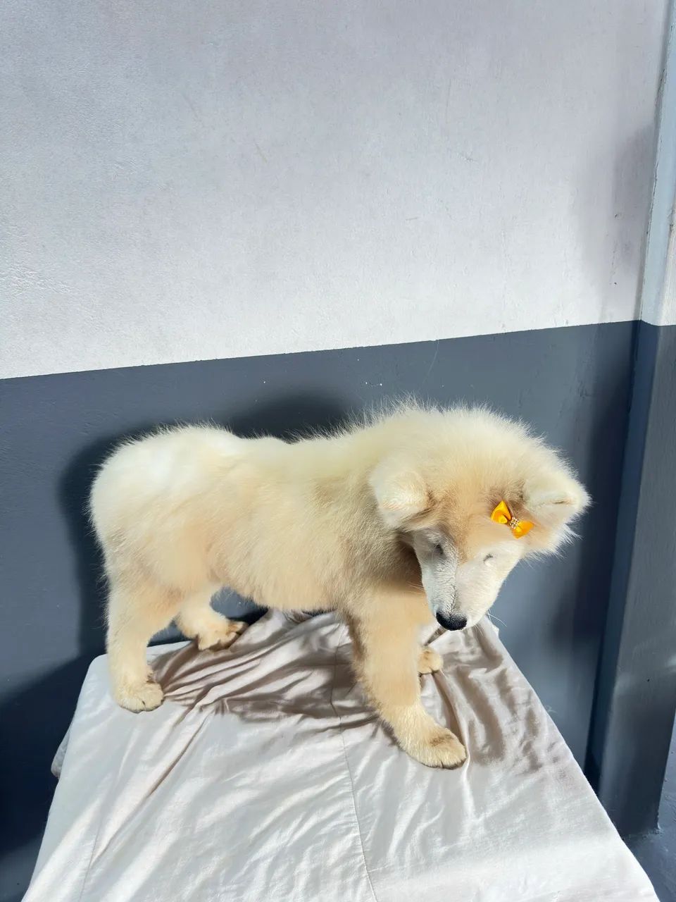 Cachorro Samoieda - Foto 3