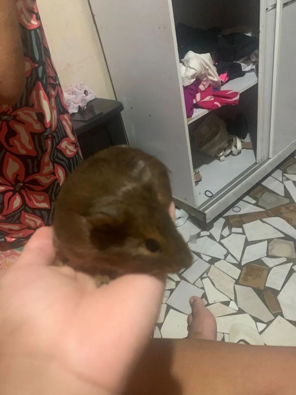 Filhotes de porquinhos da índia