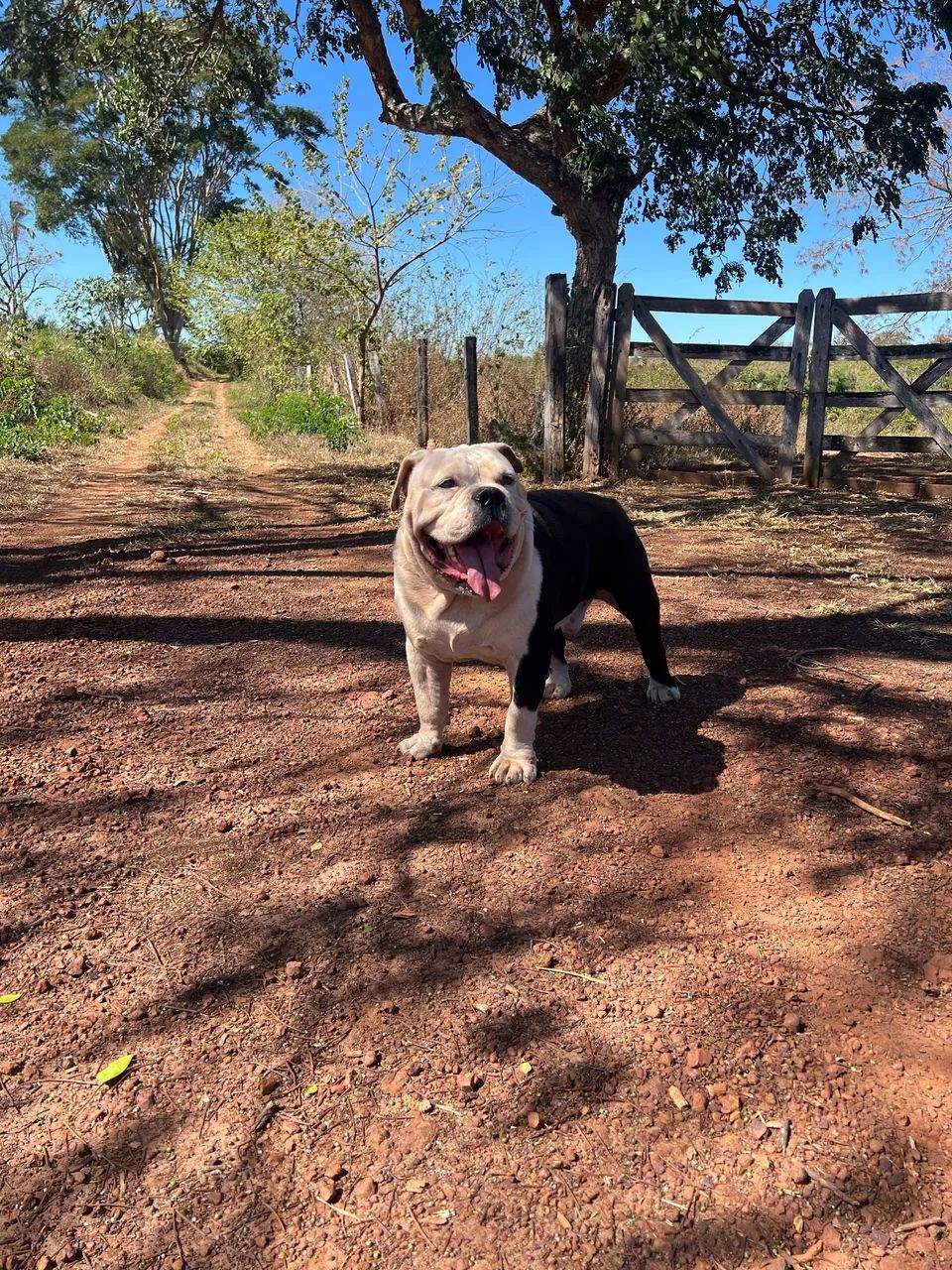 Buldogue Campeiro - Foto 3