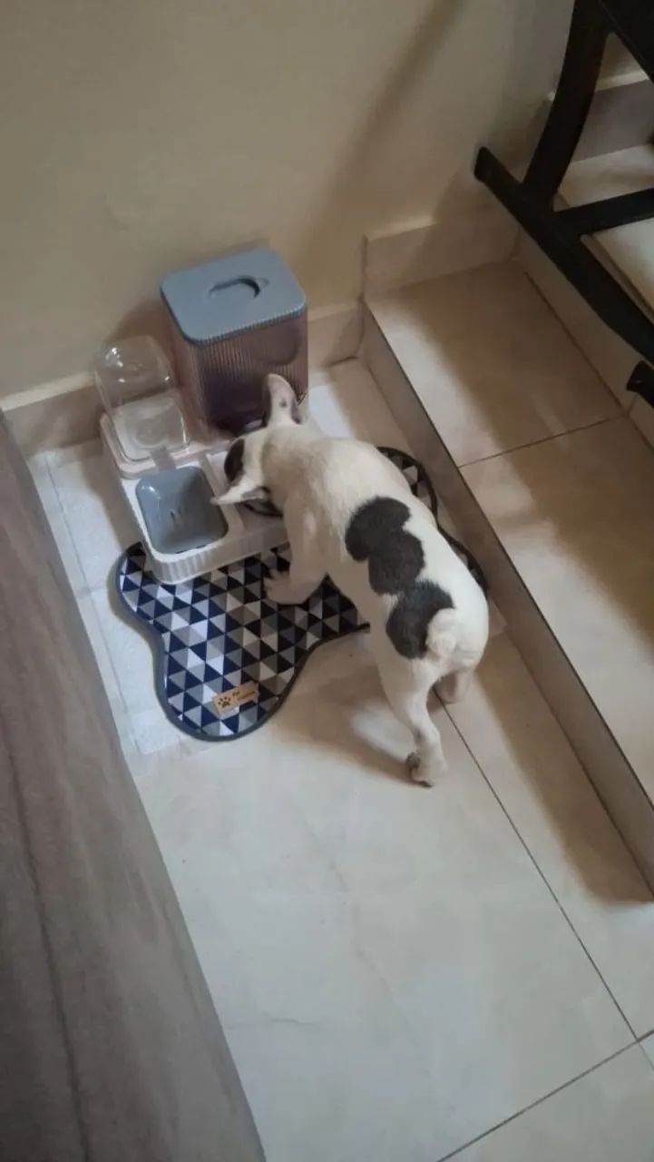 BULLDOG FRANCÊS MACHO - Foto 5